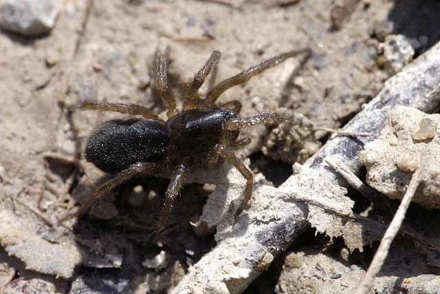 File:Unidentified spider from Commanster.jpg