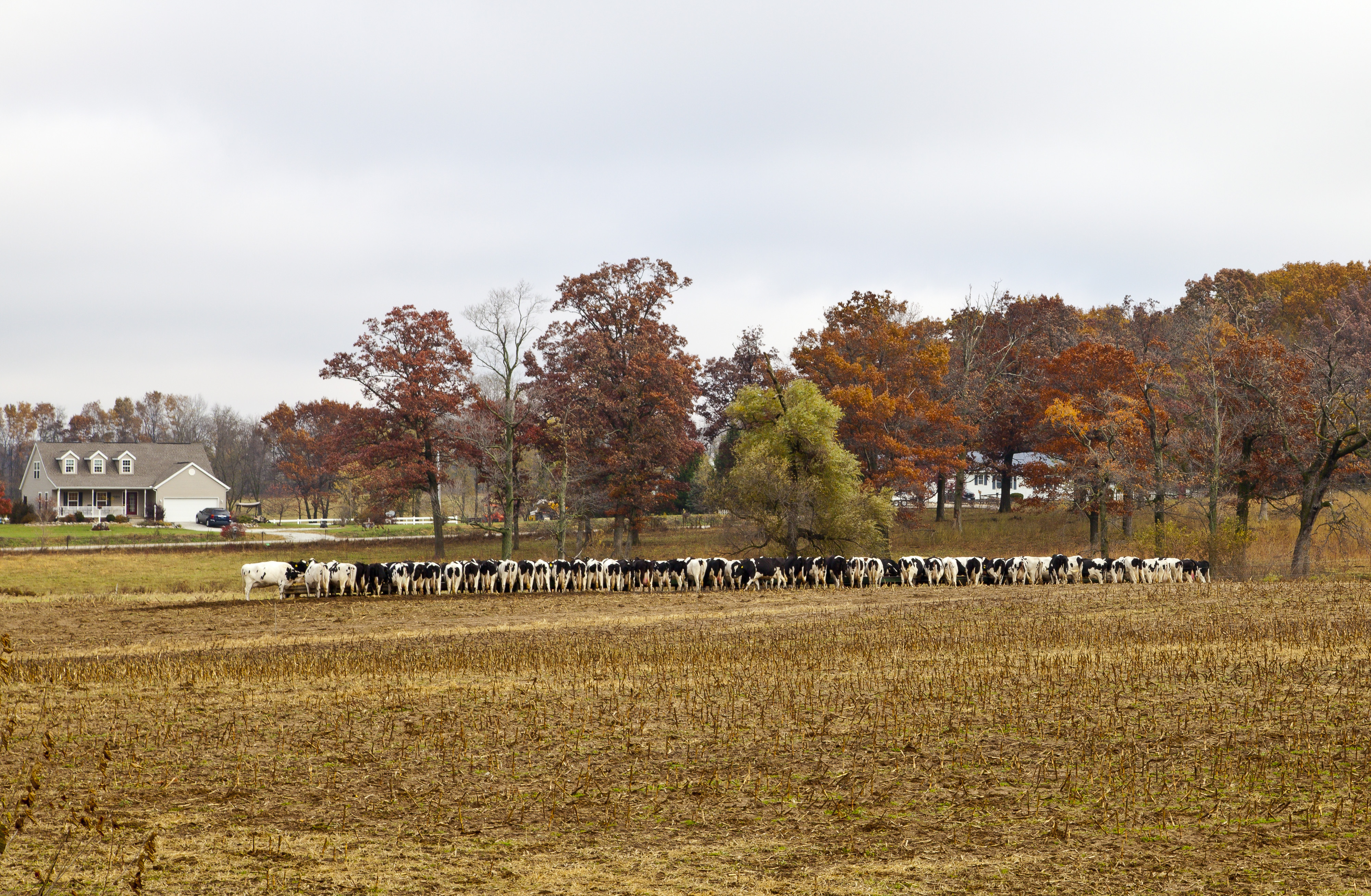 File:Vacas comiendo pienso, Kokomo, Indiana, Estados Unidos, 2012-10-20, DD 05.jpg
