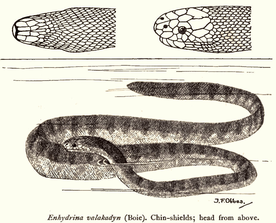 Snake Anatomy Chart