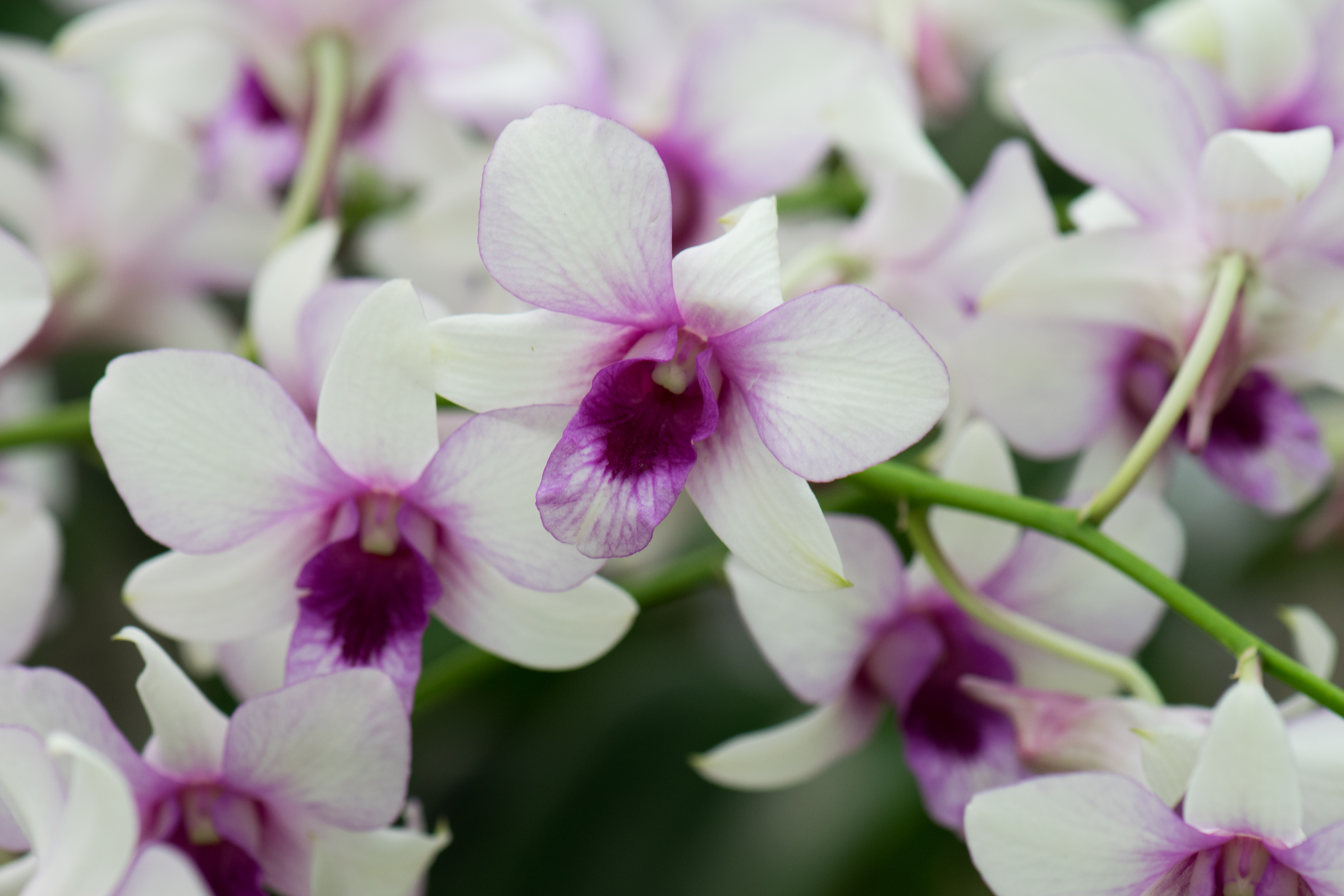 File:White and purple orchids (27882544853).jpg - Wikimedia Commons