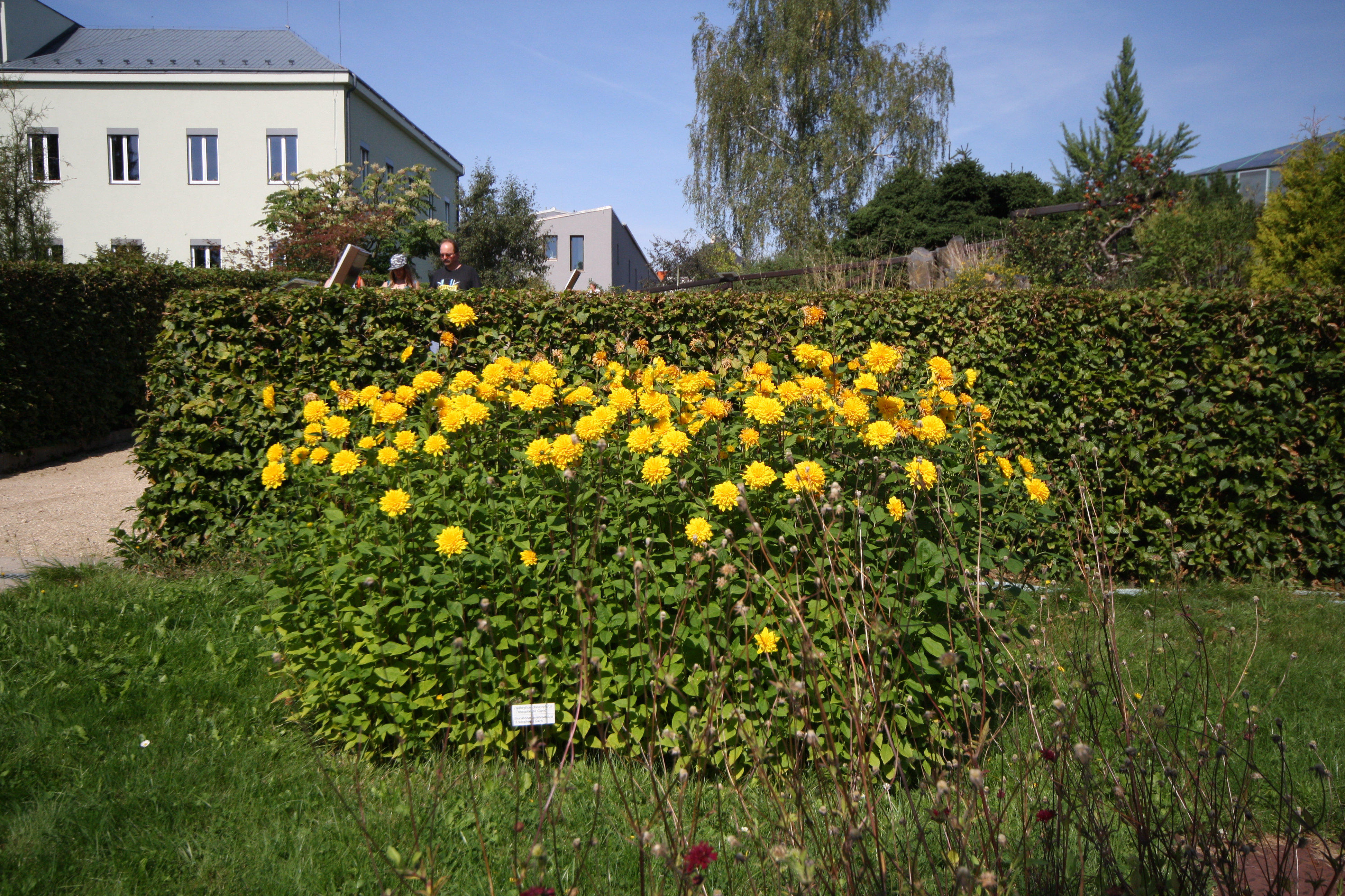 File Yellow Flower In Botanical Garden In Liberec Liberec