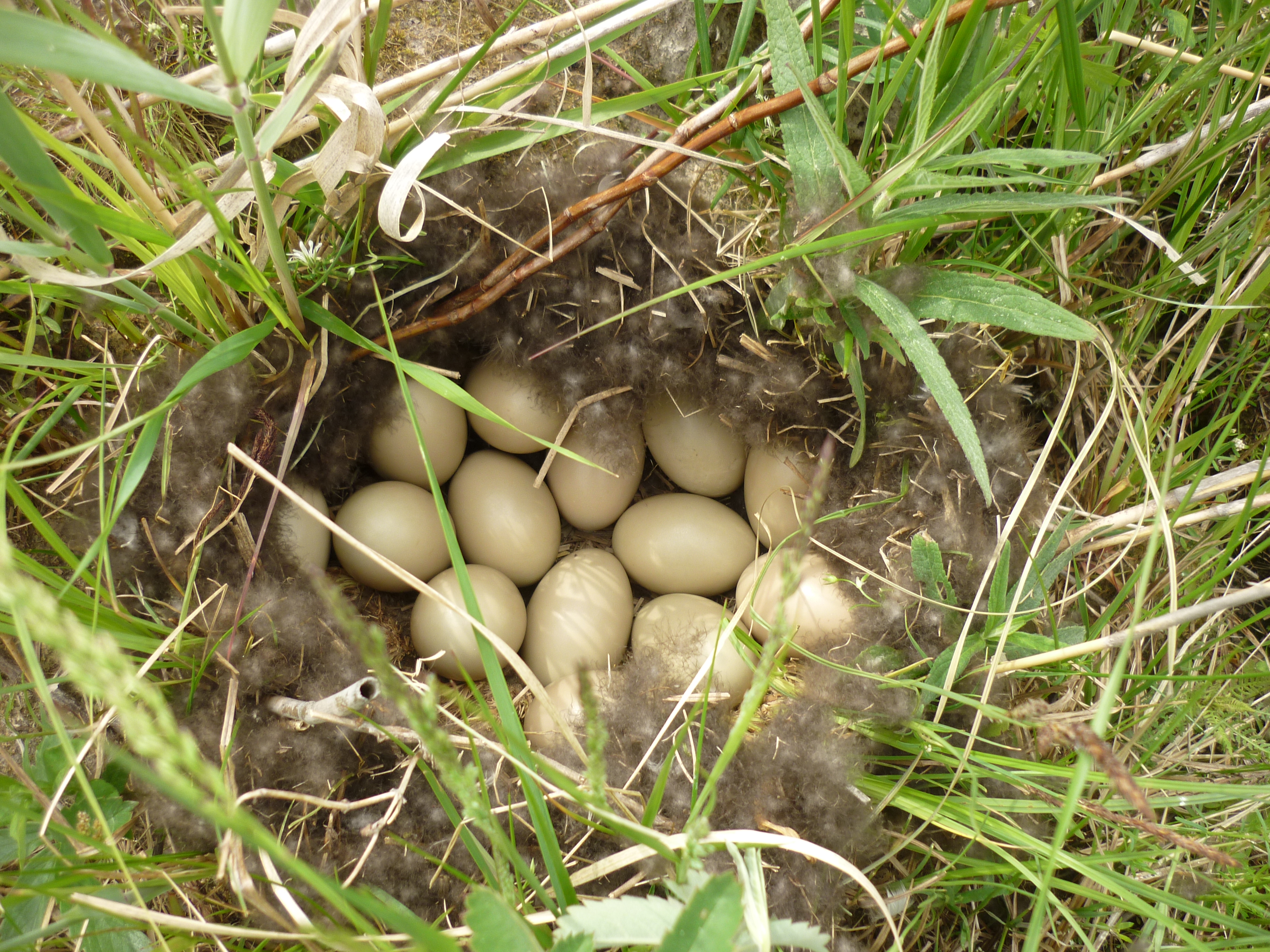 Гнездо для птиц, из луговых трав, Ø110*45мм, 52011004, TRIOL