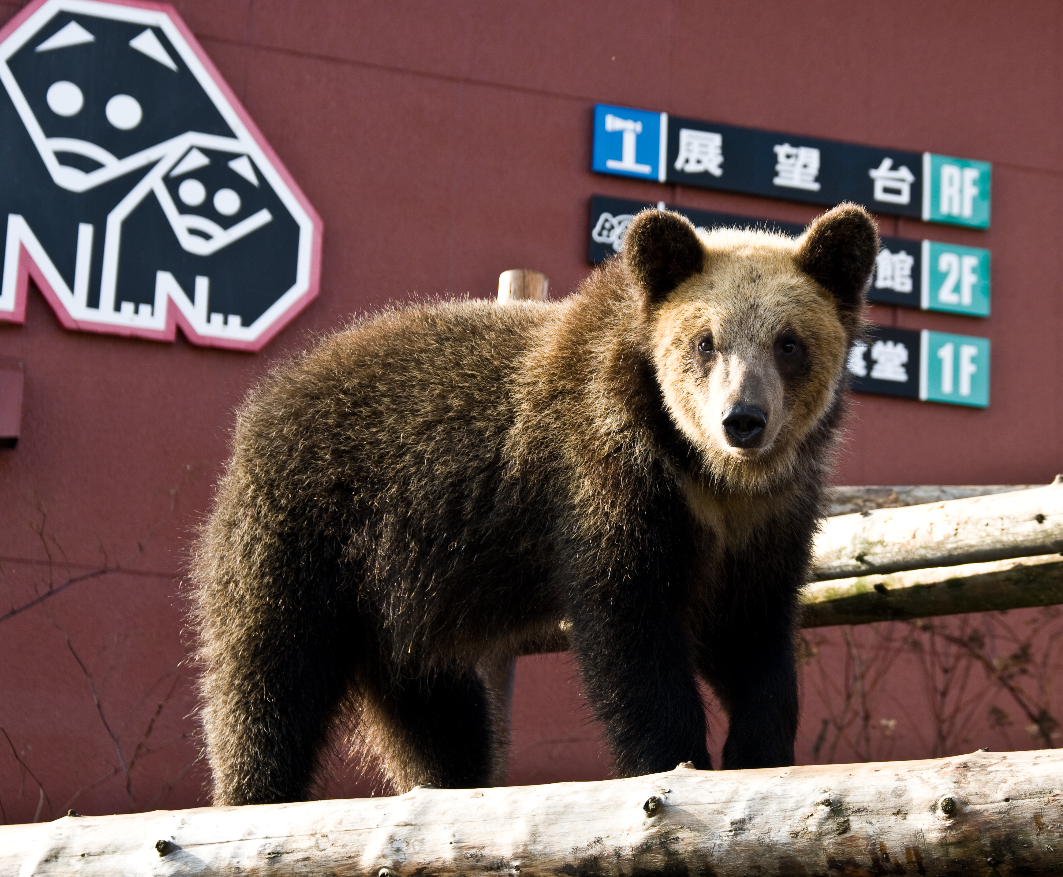 のぼりべつクマ牧場 - Wikipedia