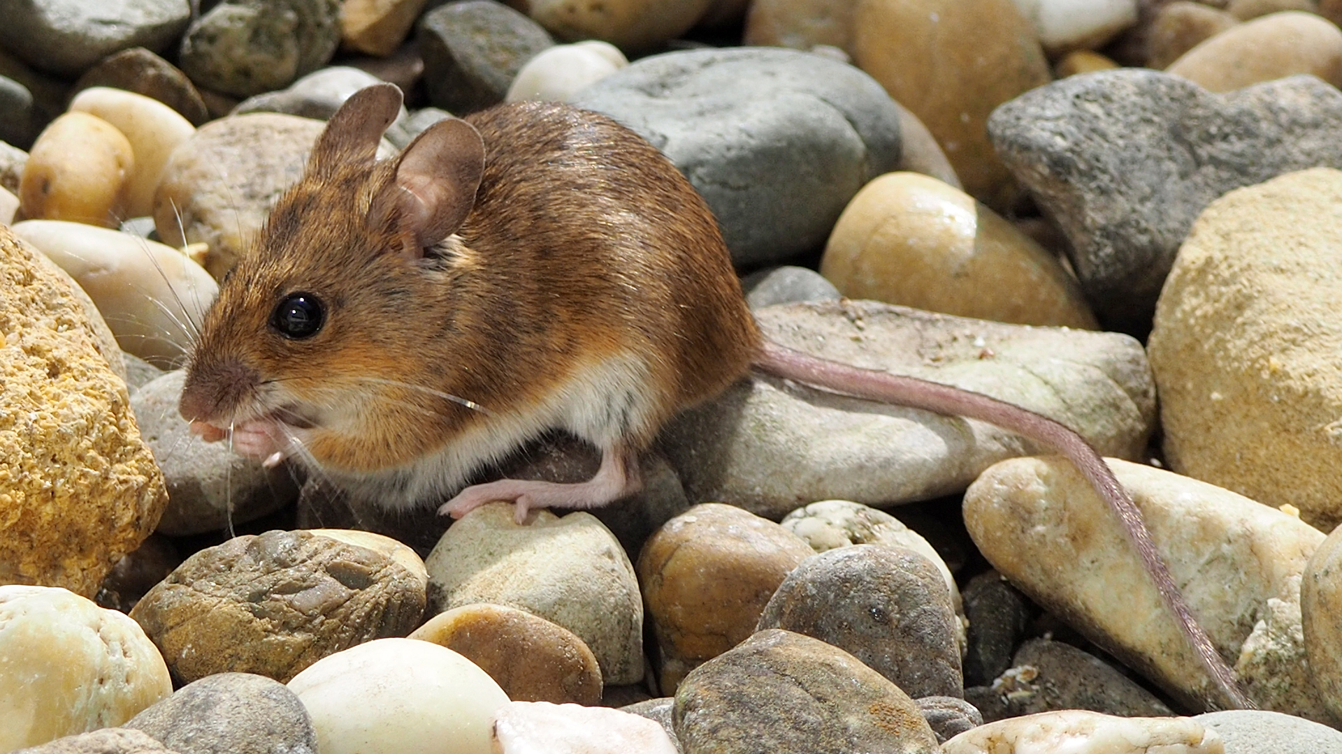 Le mulot : tout savoir sur ce rongeur, comment s'en débarrasser ?