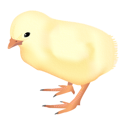 File:Chicken egg.png - Wikipedia