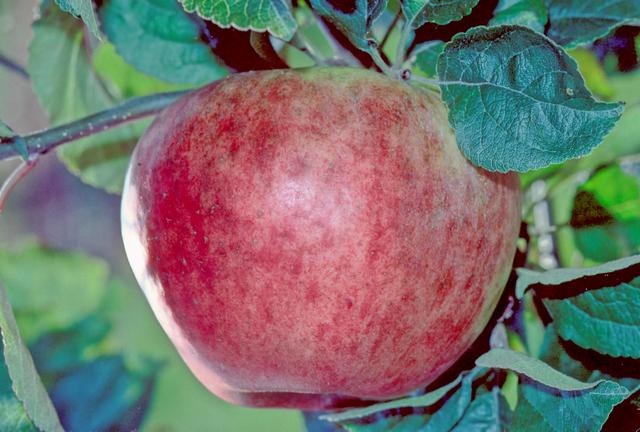 File:Alexander on tree, National Fruit Collection (acc. 1999-072).jpg