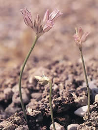 File:Allium calamarophilon 01.jpg