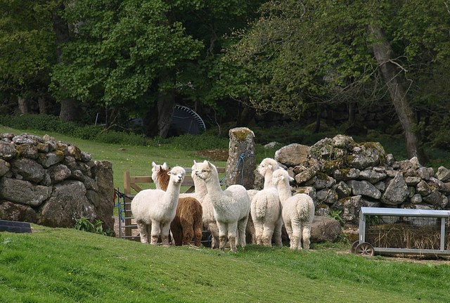 File:Alpacas near Westcott - geograph.org.uk - 1291666.jpg