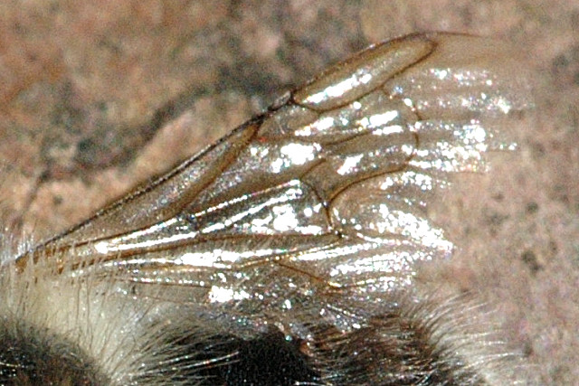 File:Anthophora.furcata9.-.lindsey.jpg