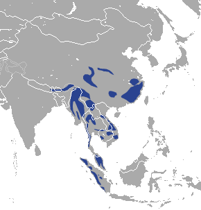 Asiatic Golden Cat area.png