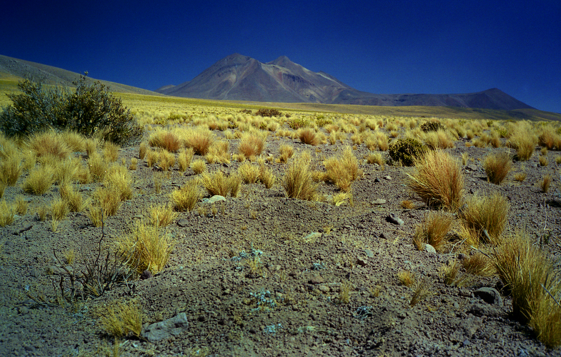 Atacama Yellow f10