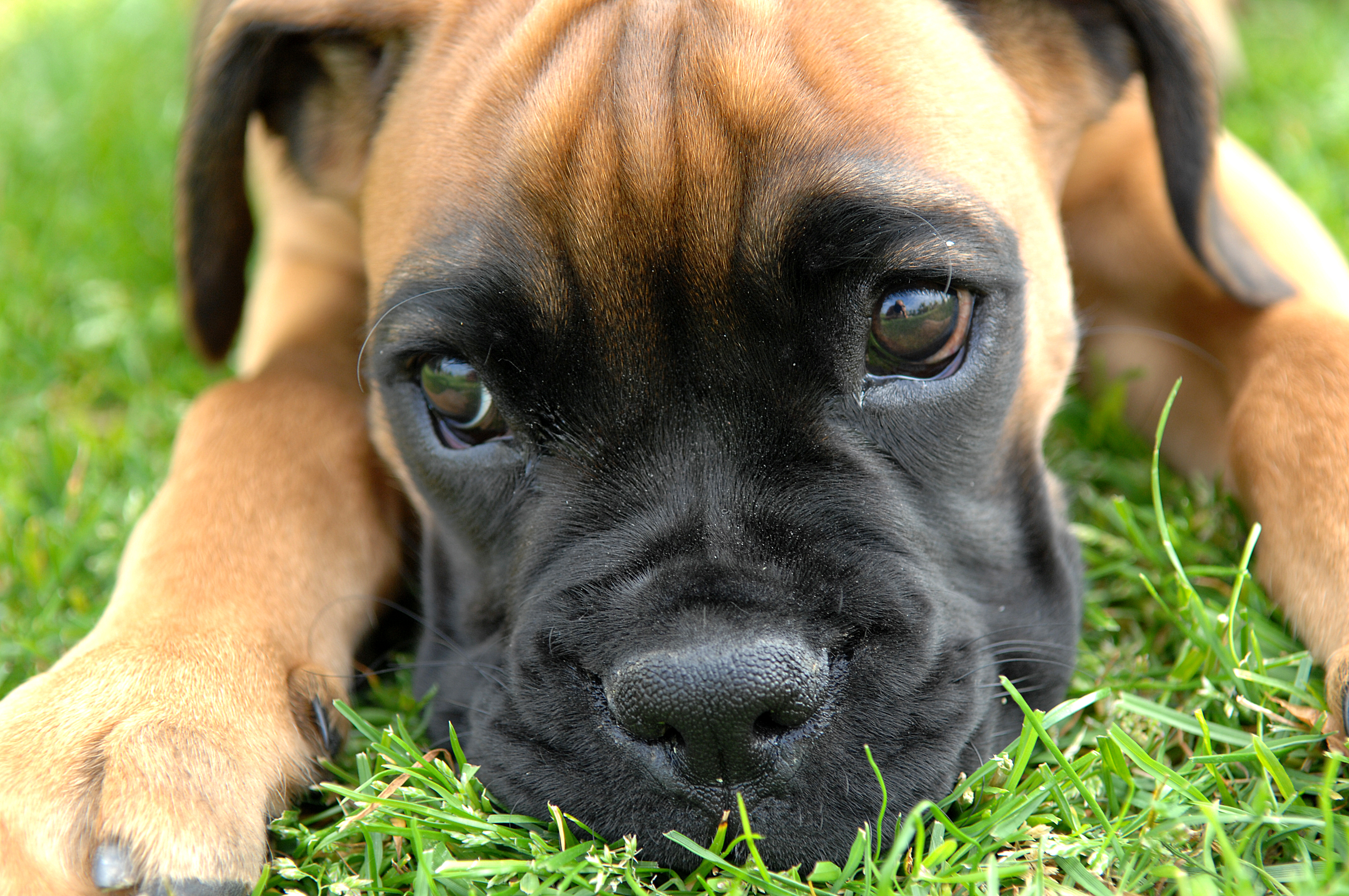 File Boxer Puppy Fawn Portrai jpg Wikipedia