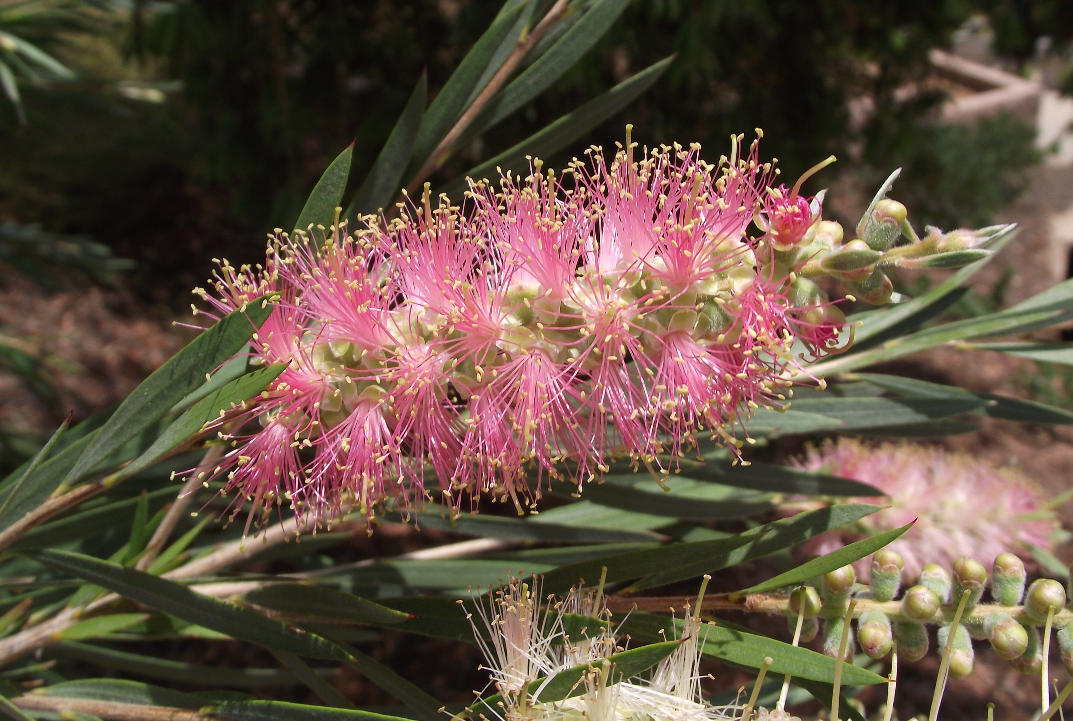 Callistemon - Wikipedia