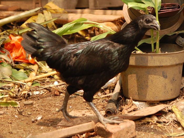 Cemani.jpg