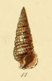 File:Cerithiopsis tuberculare (Sowerby).jpg