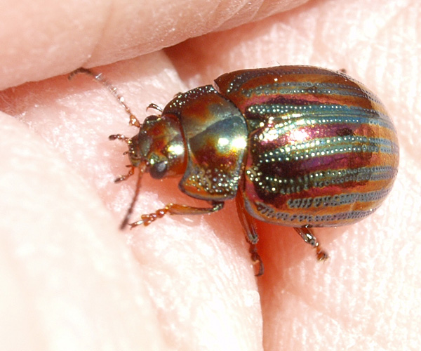 Fasciculus:Chrysolina-americana-1.jpg