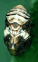 Clastoptera arizonana.png