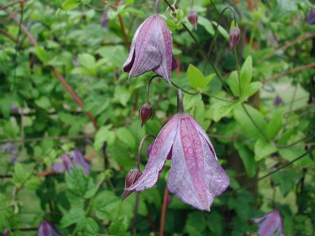 Clematis-viticella