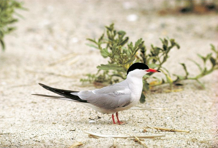 File:Common terns (Sterna hirundo) at Cape Cod National Seashore (ef5d747e-790c-4216-afab-f8c6b7a9b642).jpg