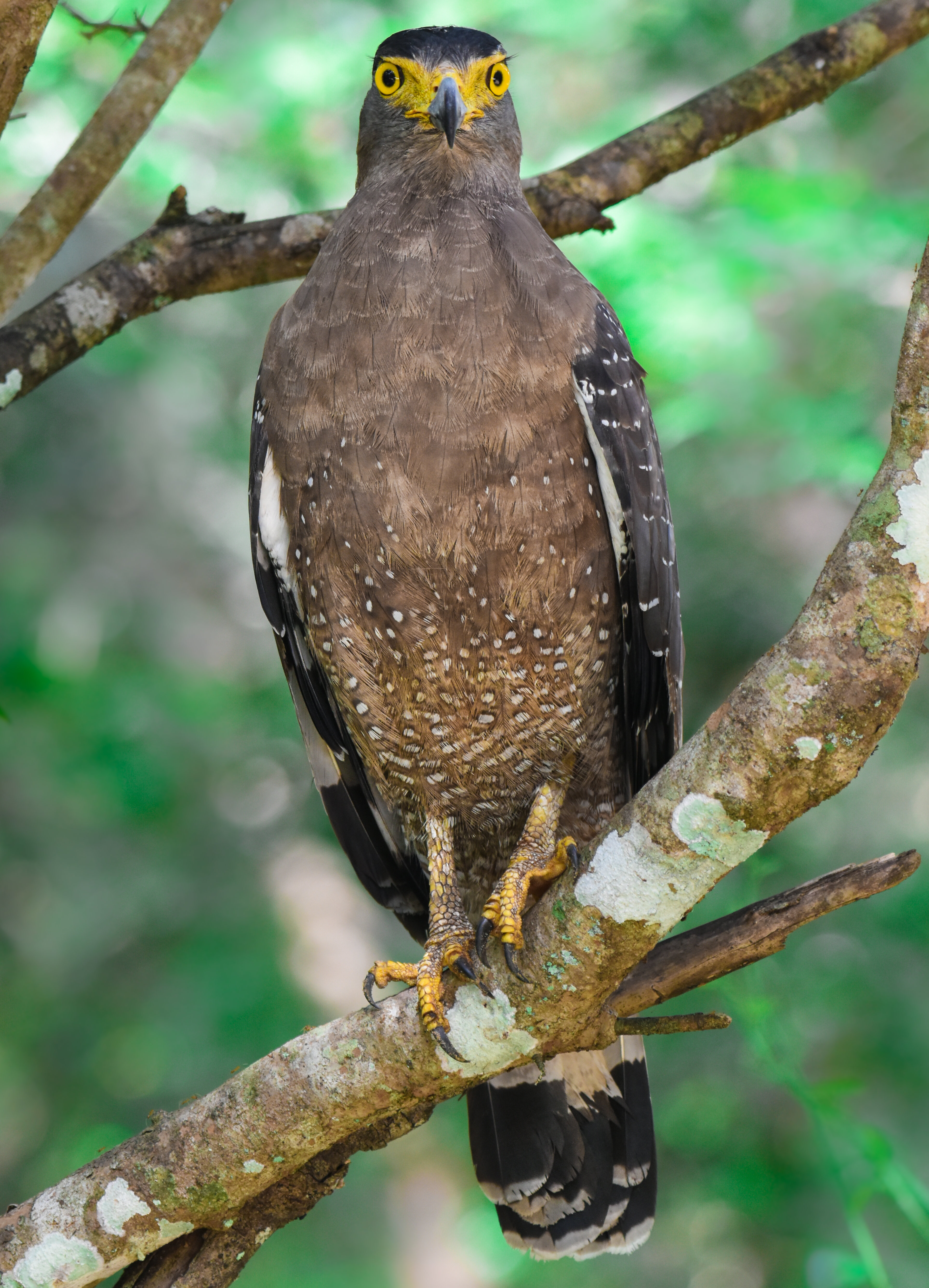 Crested Serpent Eagle