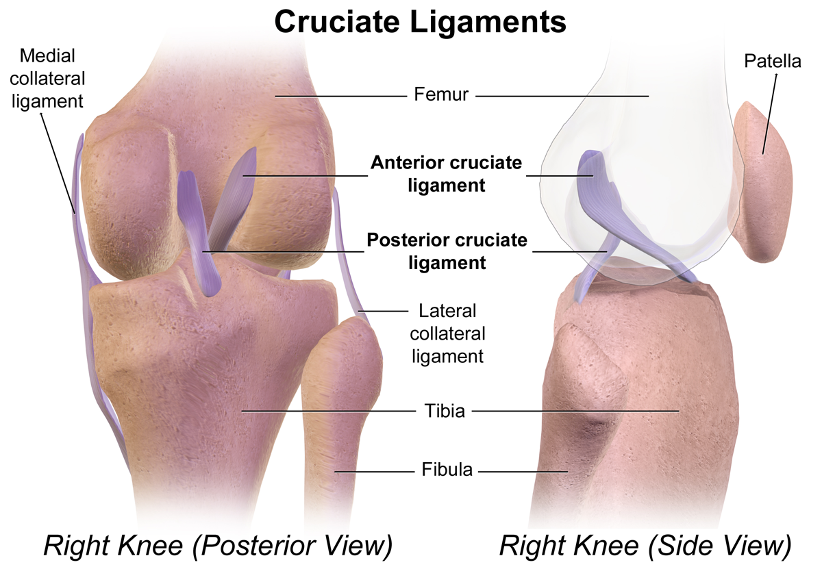 Cruciate ligament Essays