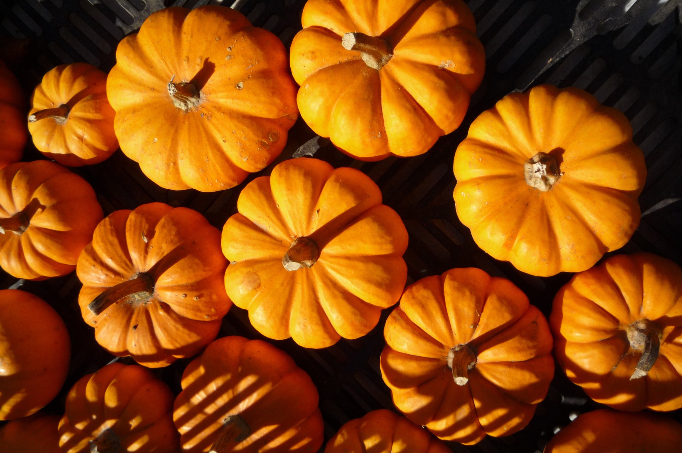 Тыква мини, круглые. Фото тыква на Аляске. Pumpkin Fight.