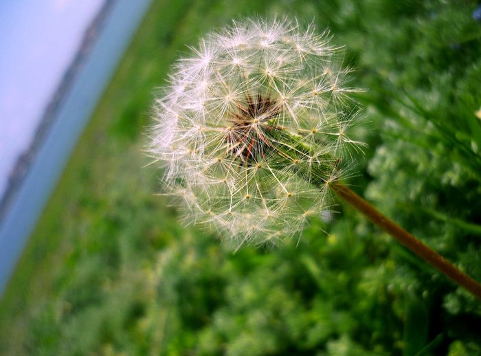 File:Dandelion Eforie Sud.jpg