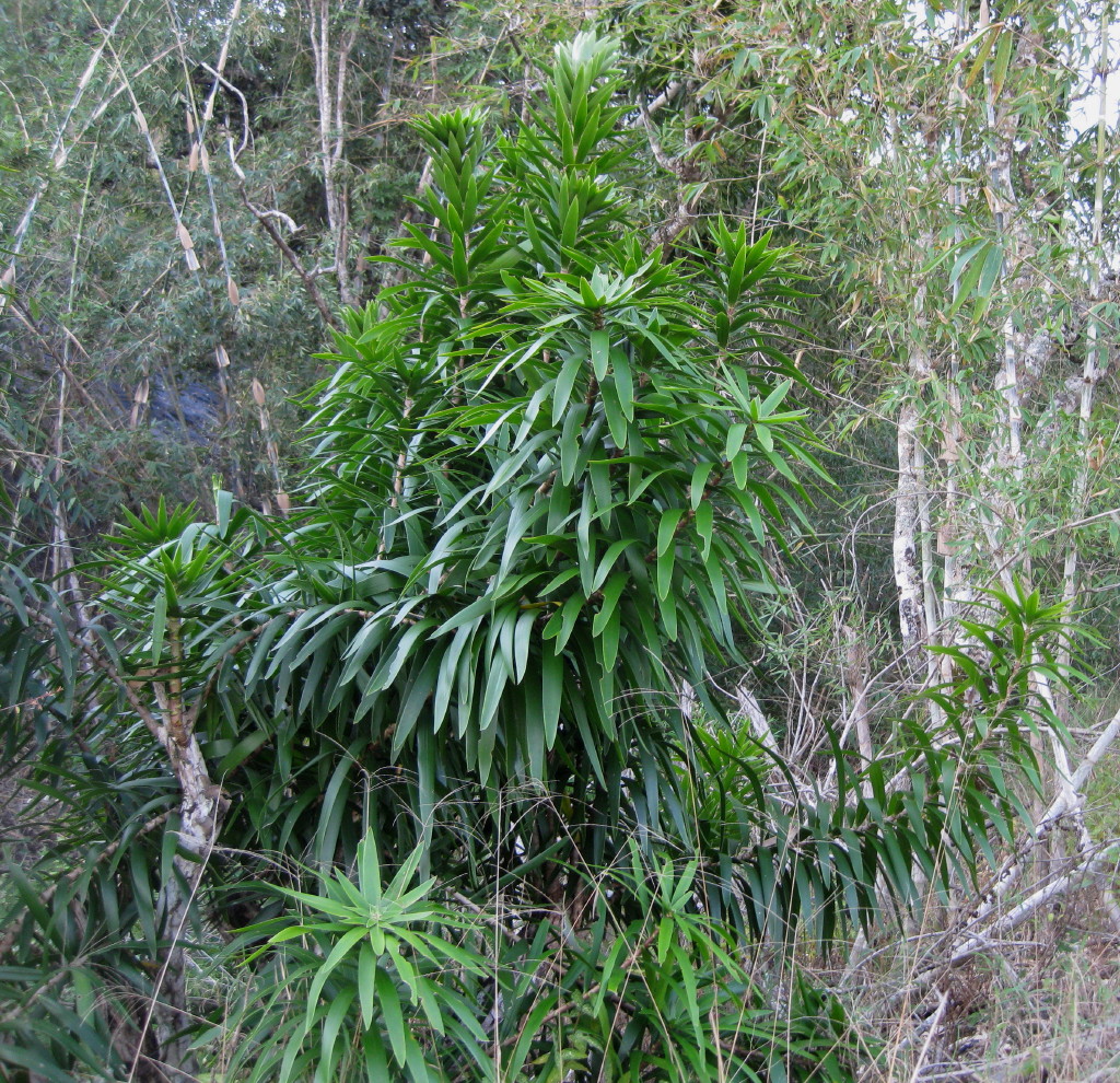 Драцена гукера фото взрослого растения