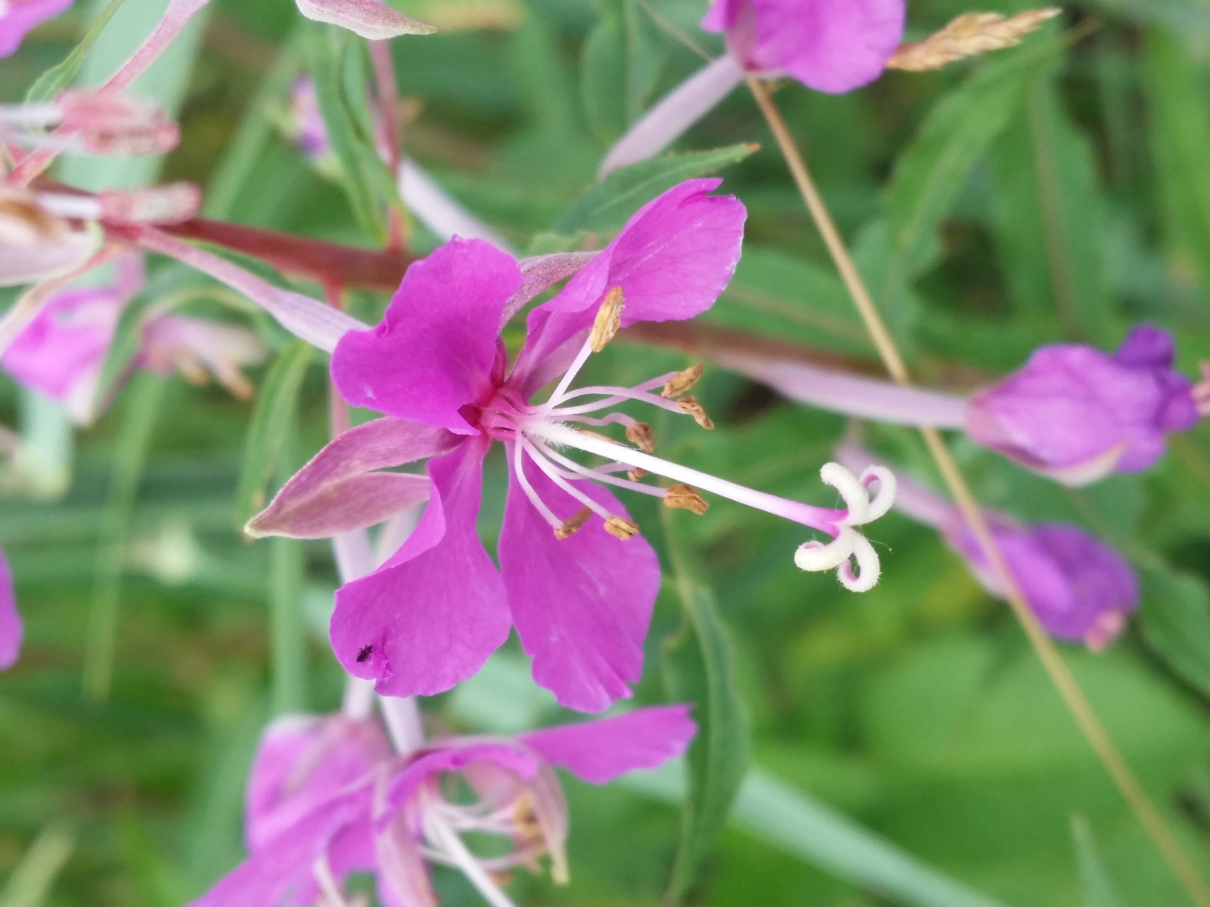 File:Epilobium angustifolium sl21.jpg - Wikimedia Commons