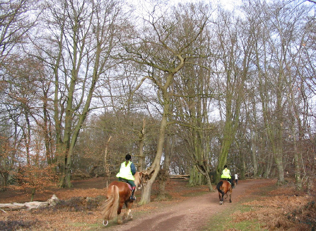 File:Epping Forest - geograph.org.uk - 117452.jpg