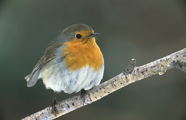 File:Erithacus rubecula (Marek Szczepanek).jpg