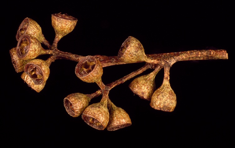 File:Eucalyptus andrewsii fruit.jpg