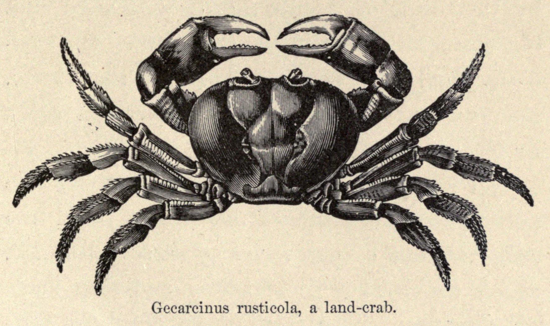 Gecarcinus ruricola. Снежный краб рисунок. Краб Щелкун. Gecarcinus lateralis.