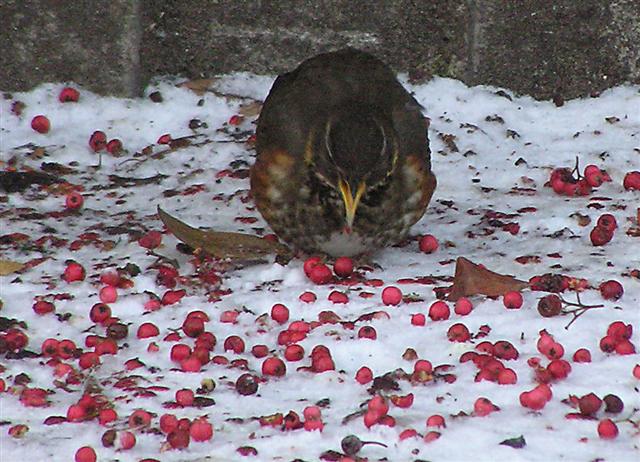 File:Feeding bird, Omagh - geograph.org.uk - 1650756.jpg