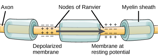 Node of Ranvier