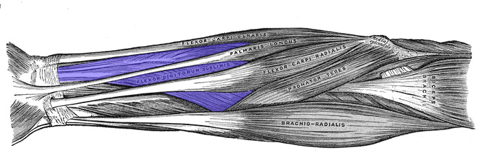 File:Flexor-digitorum-superficialis-horizontal.png