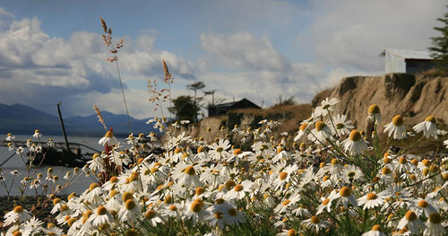 File:Flower at Fagnano's lake.jpg