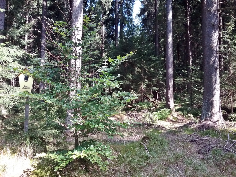 Naturschutzgebiet Friedrichsheider Hochmoor