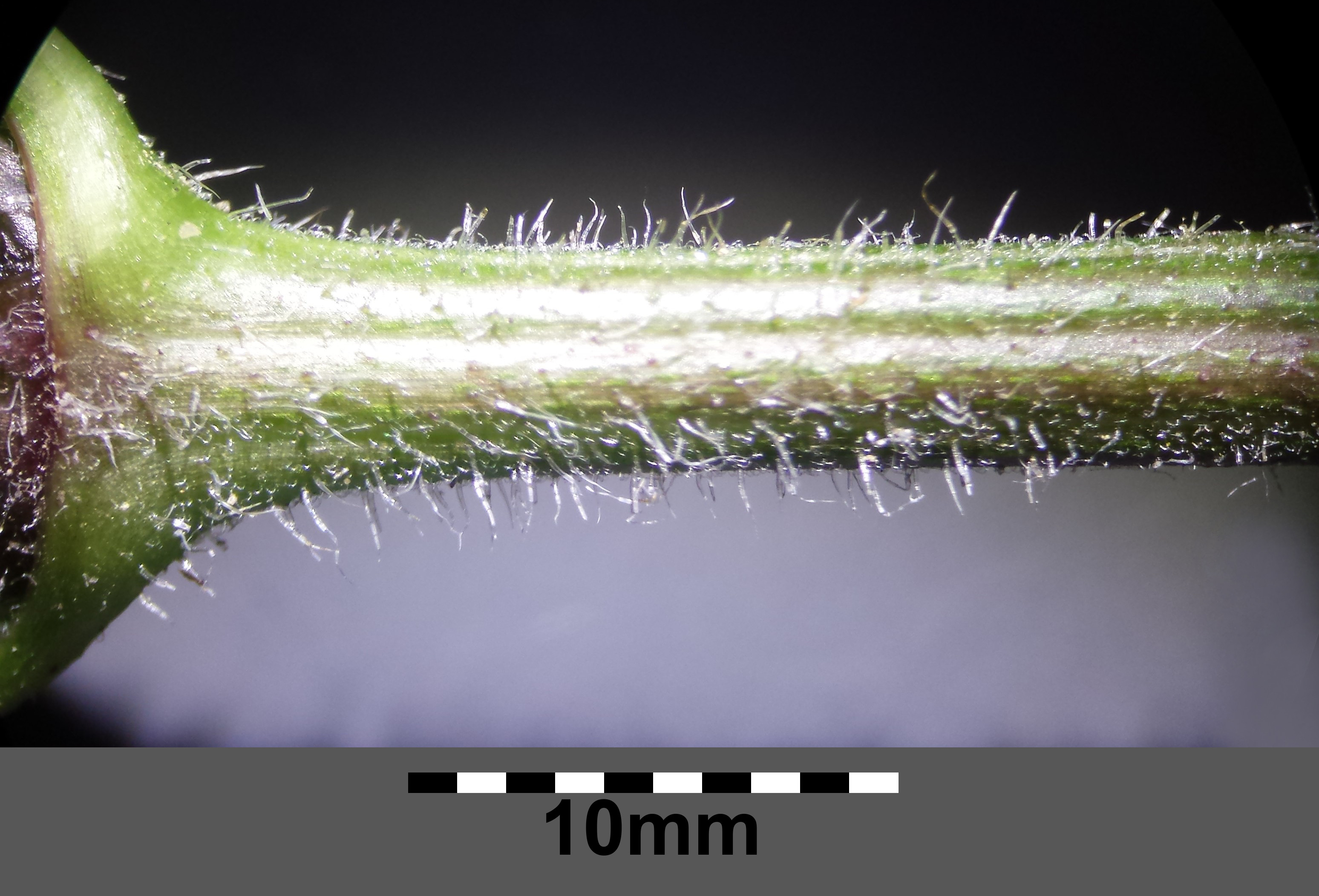 На земле лежат листки маленькие лопушки. Chrysotropia ciliata. Криптокорина реснитчатая цилиата. Moltkiopsis ciliata. Стебель у навяка.