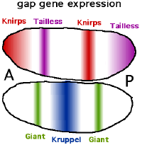 gap genes