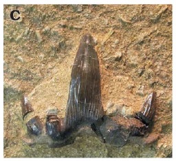 <i>Glikmanius</i> Extinct genus of sharks