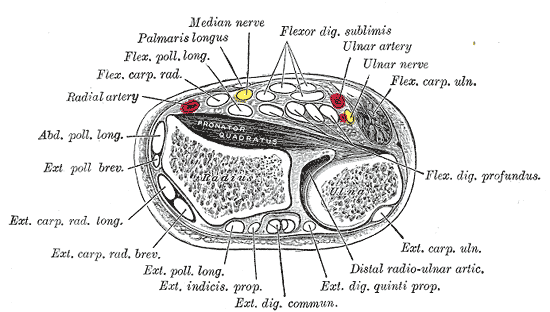 flexor digitorum profundus and superficialis median nerve