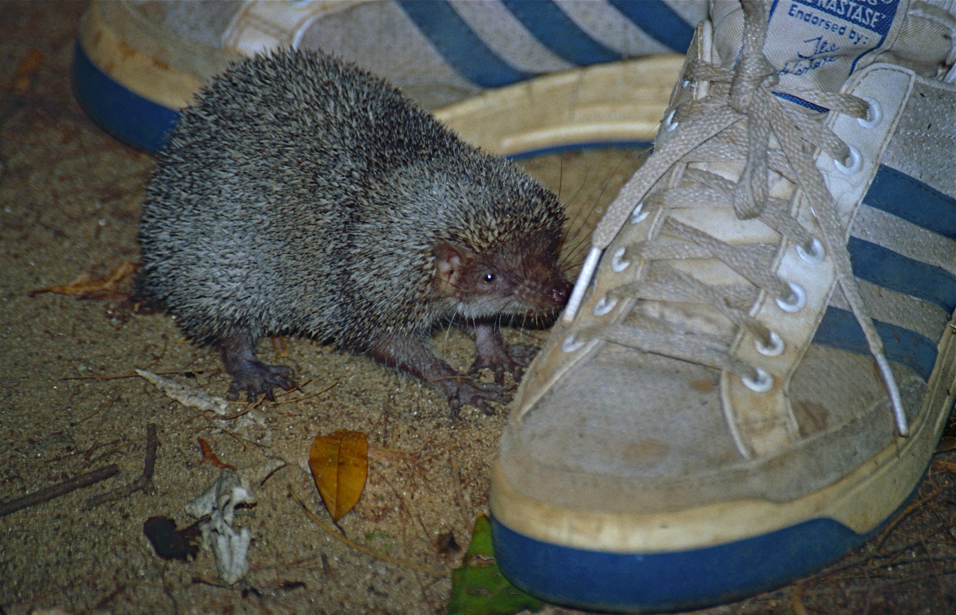 Greater Hedgehog Tenrec (Setifer setosus) (9637563336).jpg