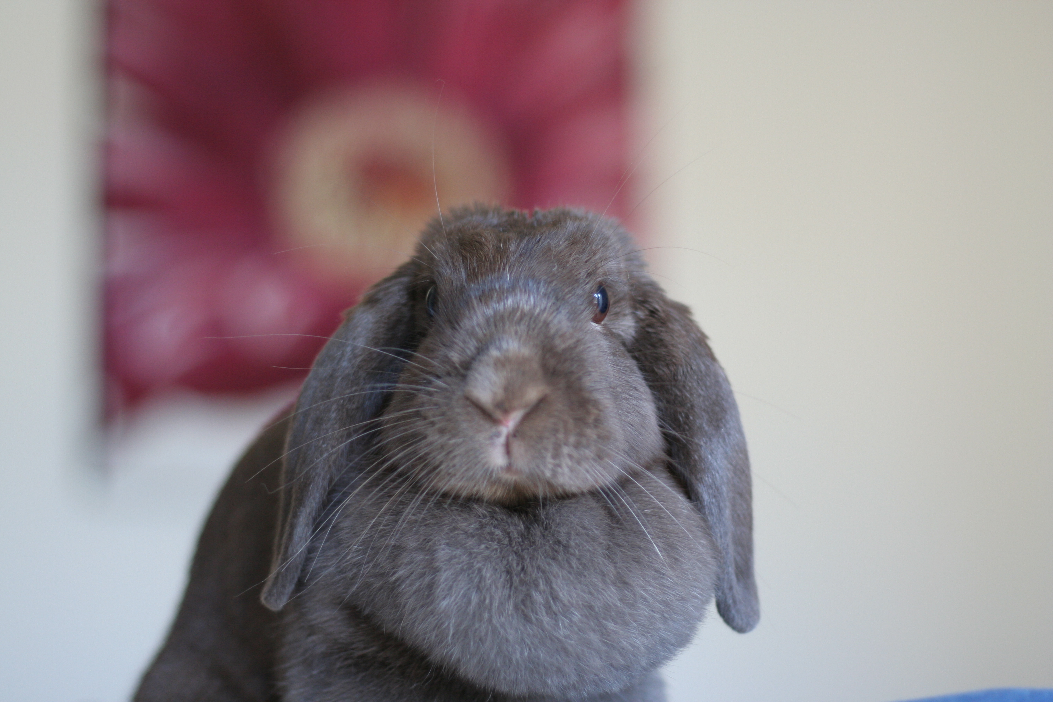 holland lop grey