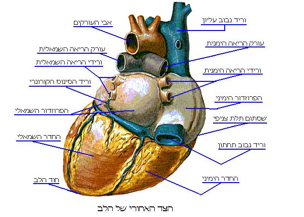 File:Heart back view he.jpg