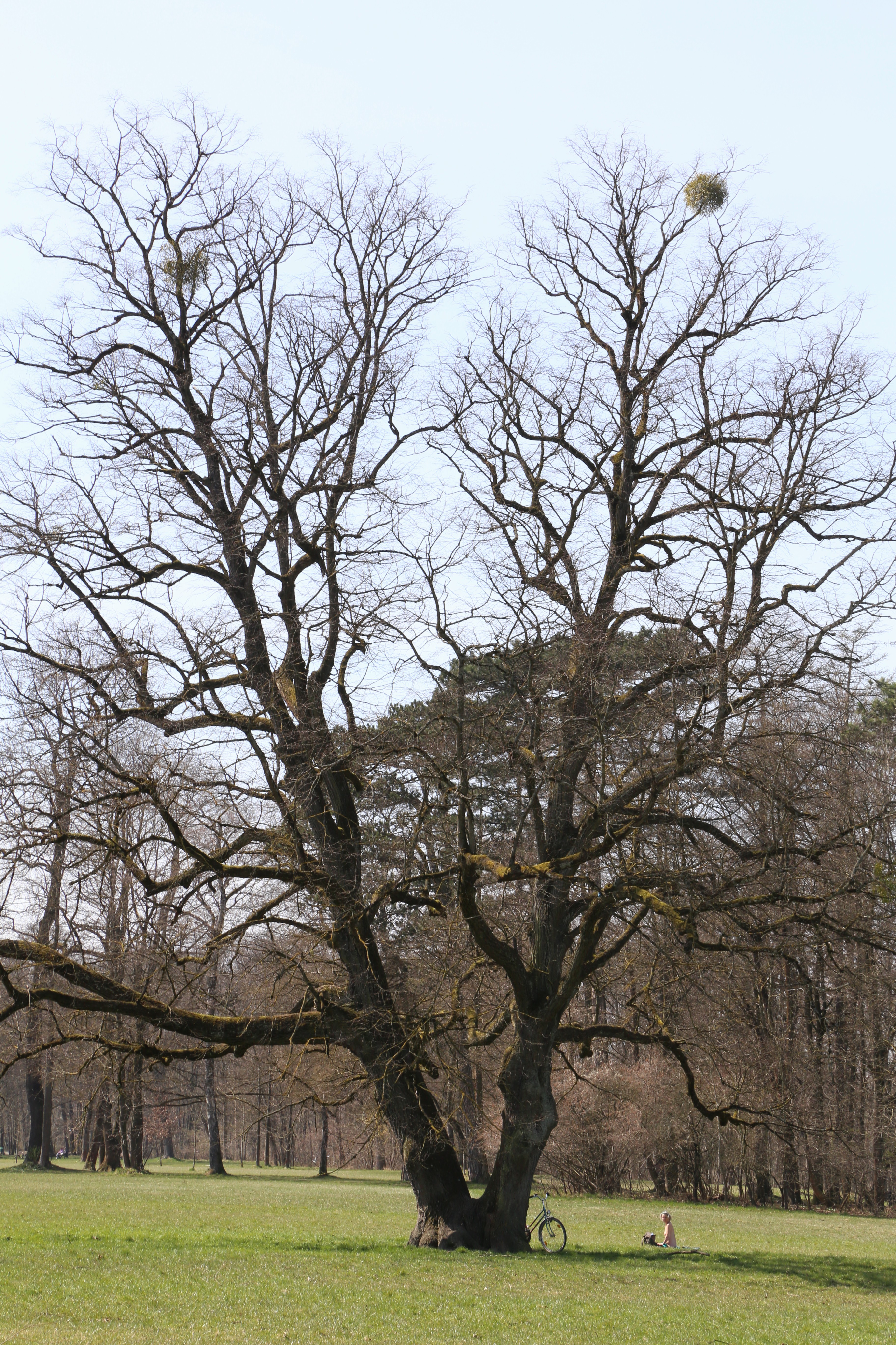 File Hirschau Englischer Garten Nordteil Muenchen 7 Jpg