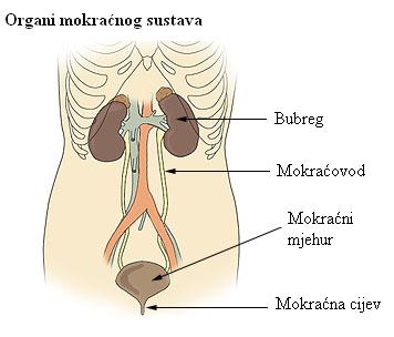 File:Illu urinary system hr.JPG