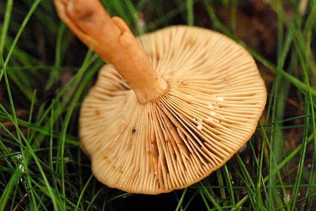 File:Lactarius spec. - Lindsey 6b.jpg