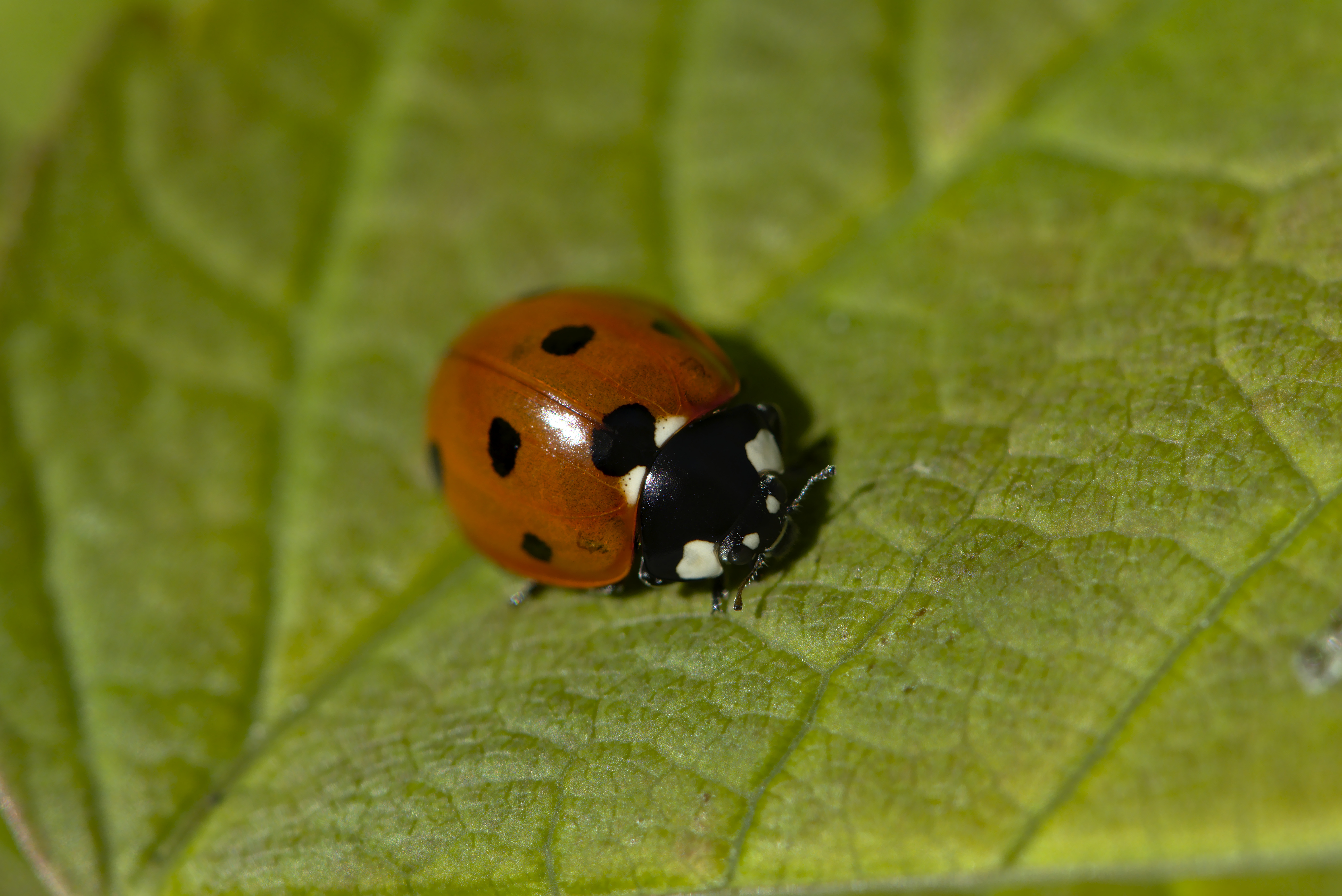 Lady bug (27918492628).jpg. 