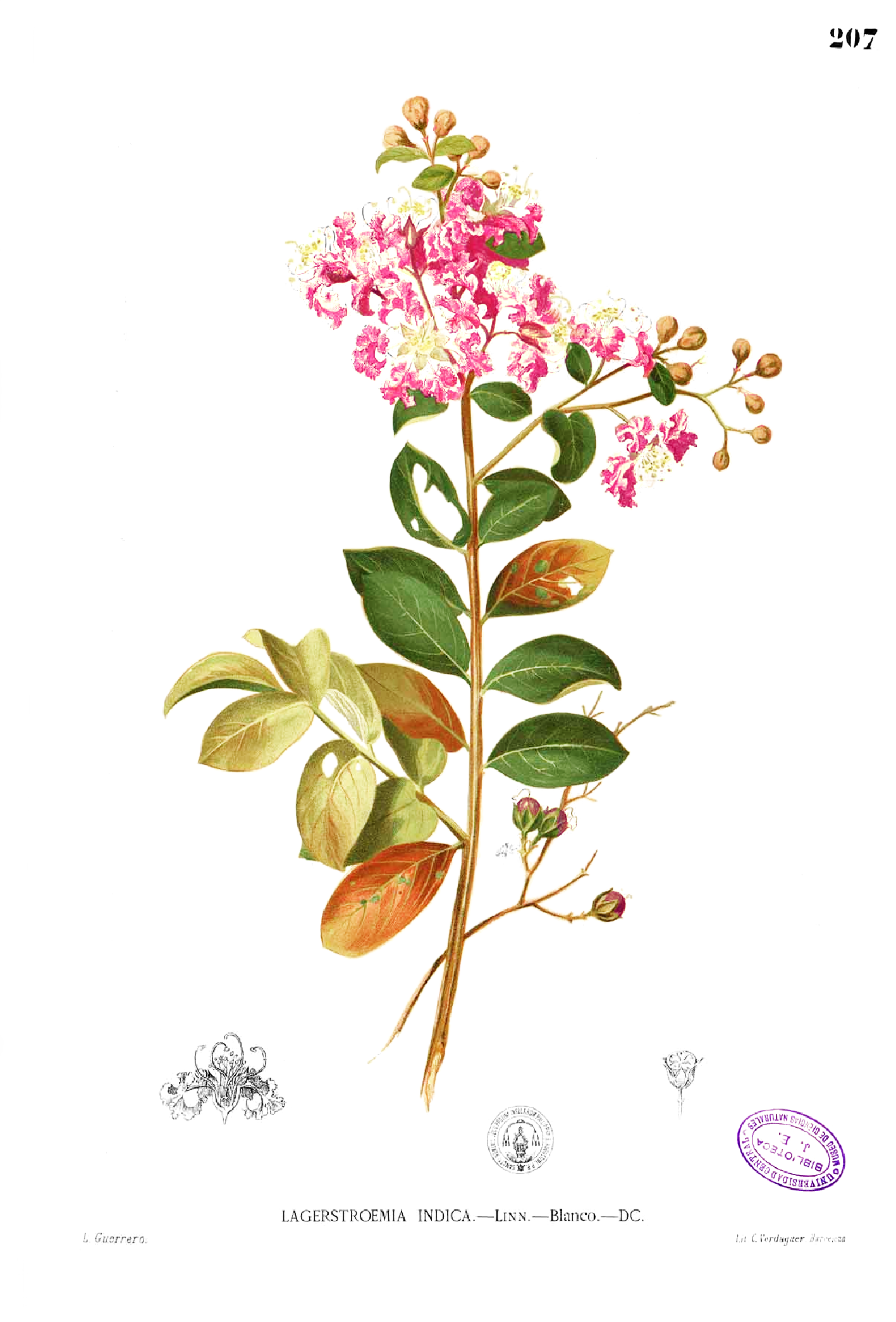 Crape Myrtle Bloom Chart